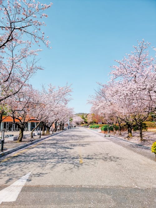 Free stock photo of cherry blossom, college, kaist