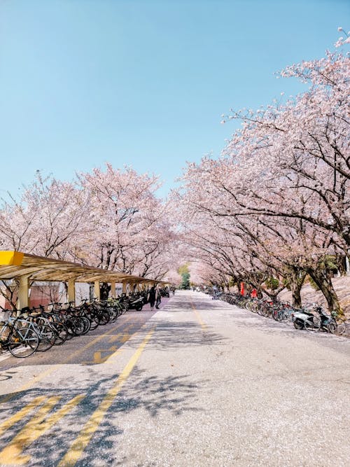 Ingyenes stockfotó aszfalt, bicikli, cseresznyevirág témában