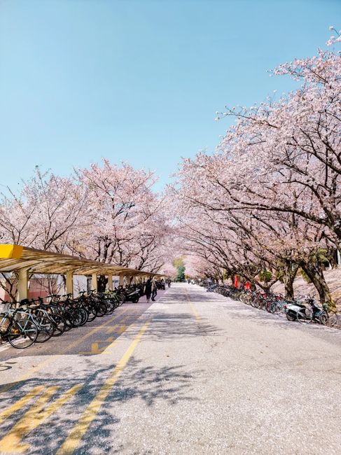 창원 진해 벚꽃 명소 여좌천 풍경