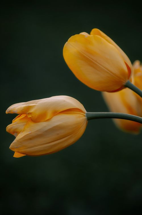 Free Elegant close-up of yellow tulips in bloom against a soft dark background, captured in İstanbul. Stock Photo