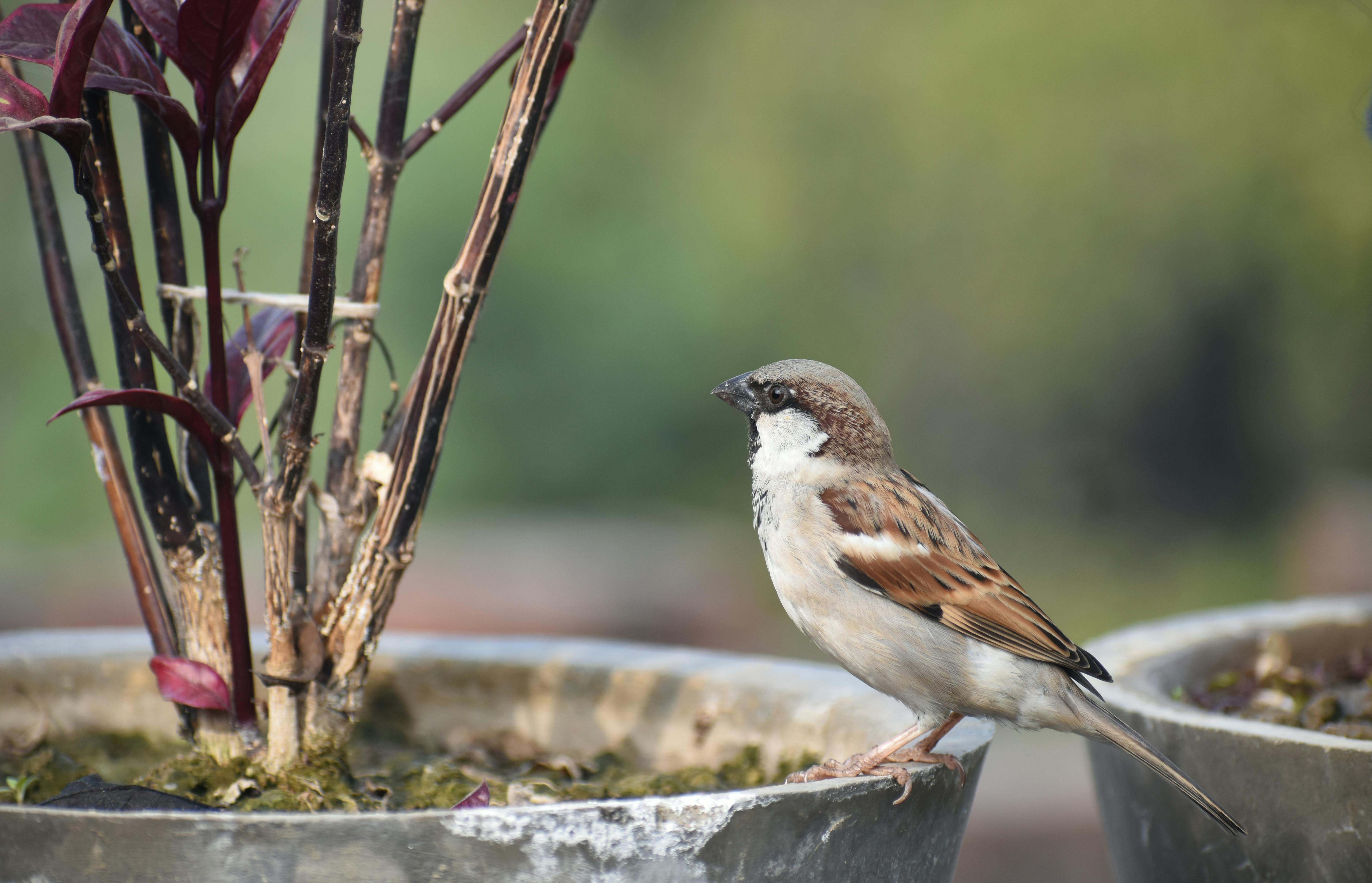 Free stock photo of Indian Sparrow Bird Wild