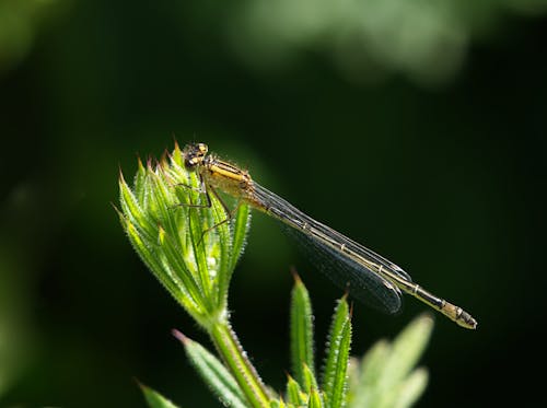 Dragonfly on Plant