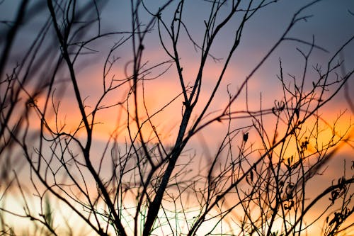 Shallow Focus Photography Of Tree Branches