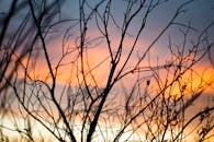 在色彩缤纷的日落天空映衬下，精致的树枝形成了迷人的轮廓，捕捉到了大自然的宁静之美