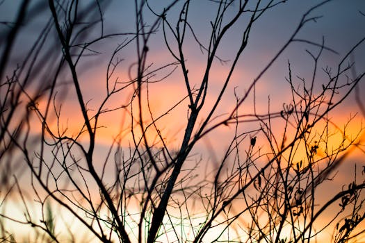 在色彩缤纷的日落天空映衬下，精致的树枝形成了迷人的轮廓，捕捉到了大自然的宁静之美