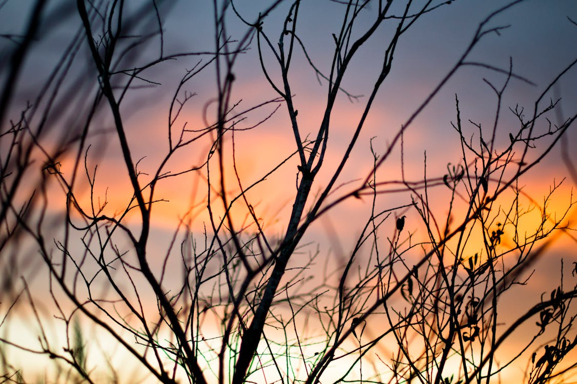 Shallow Focus Photography Of Tree Branches