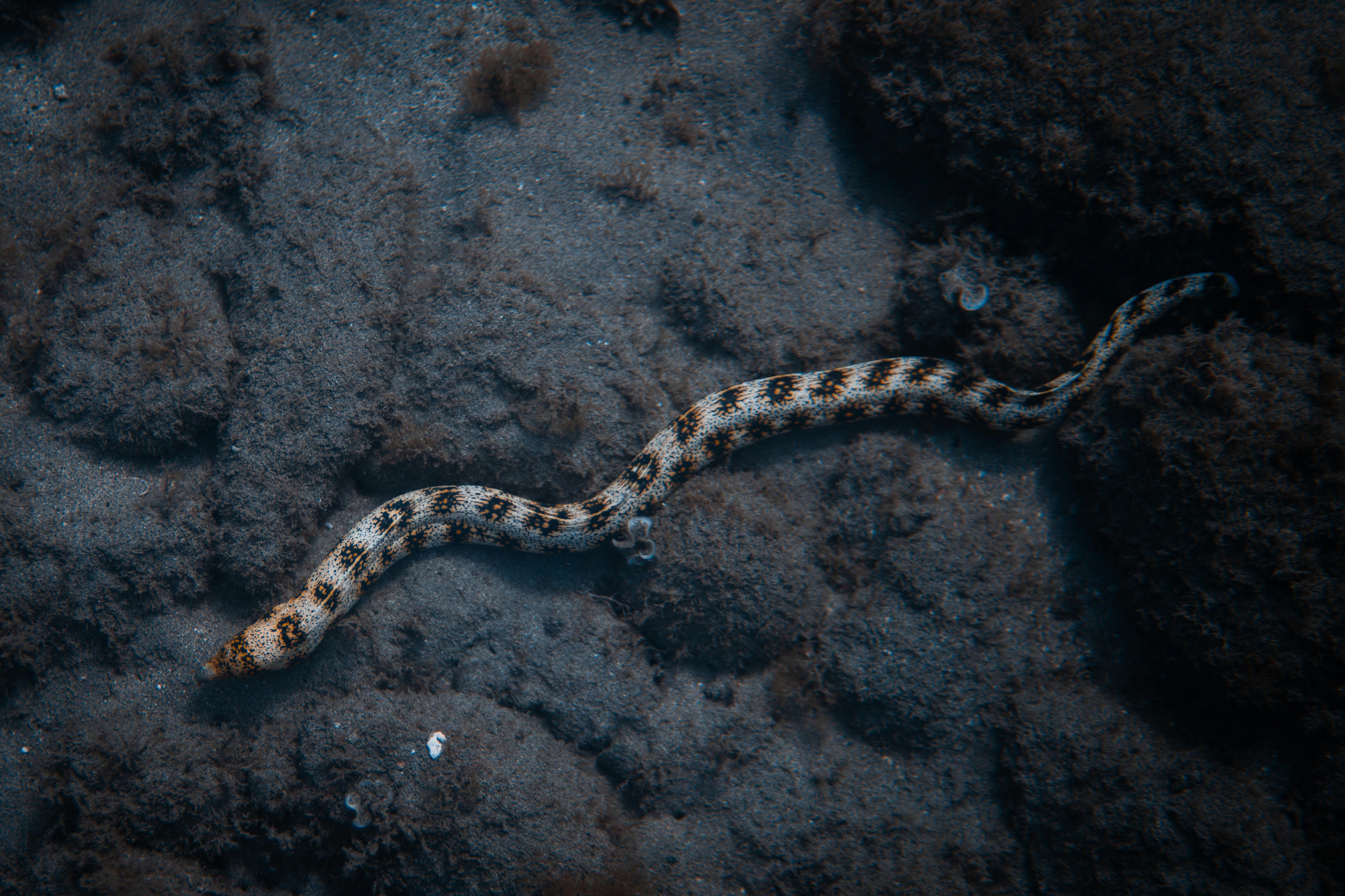 A detailed underwater shot of a spotted eel swimming along a rocky sea floor, showcasing marine life.