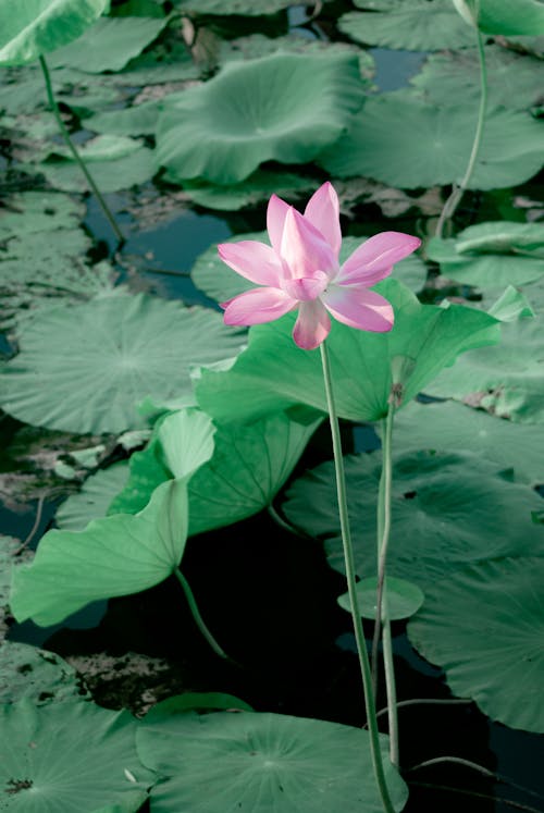 Immagine gratuita di acqua, avvicinamento, fiore