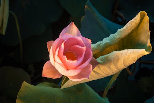 Blooming Pink Lotus 