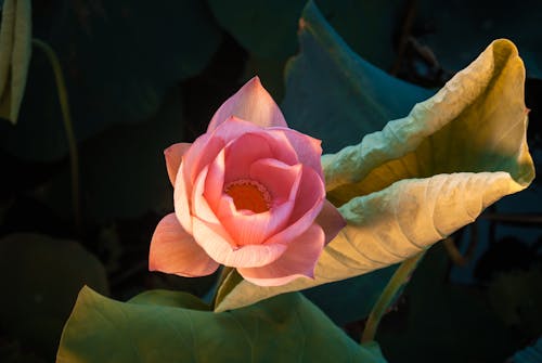 Foto profissional grátis de aumento, botânica, flor