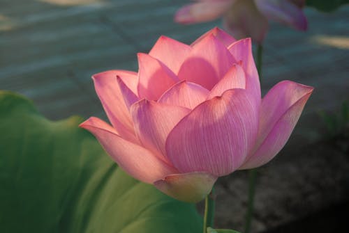 Blooming Beautiful Lotus