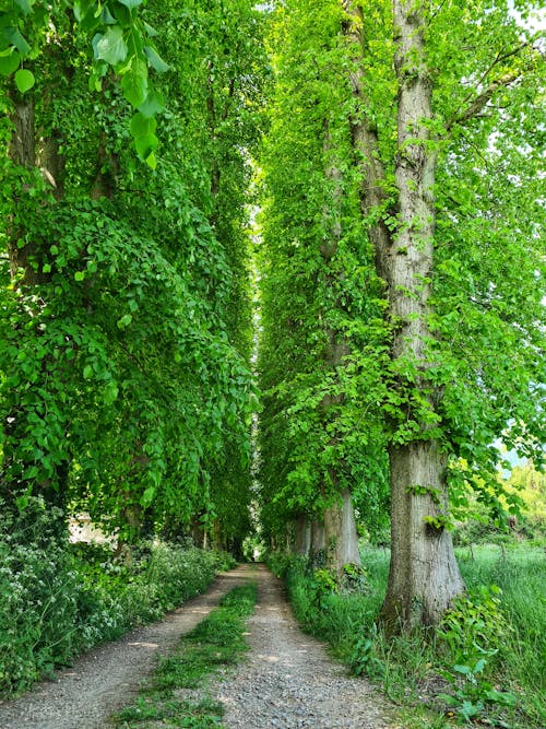 Foto d'estoc gratuïta de arbres, camí de carro, carreró