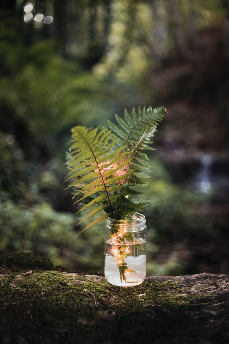 Jar With Fern Leaves In Forest