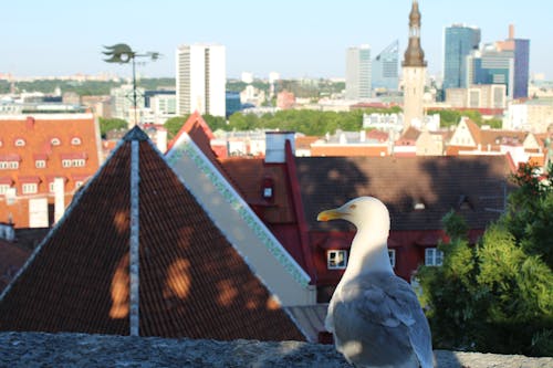 Gulls in Tallinn 