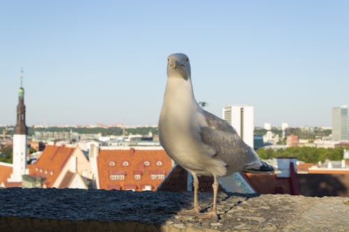 Gulls in Tallinn 