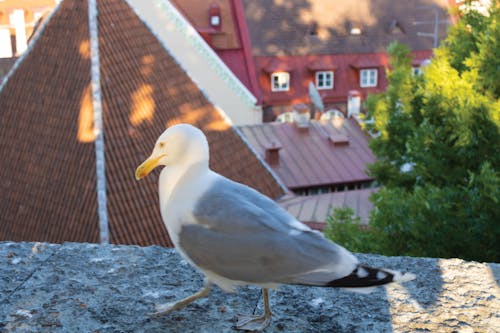 Gulls in Tallinn 