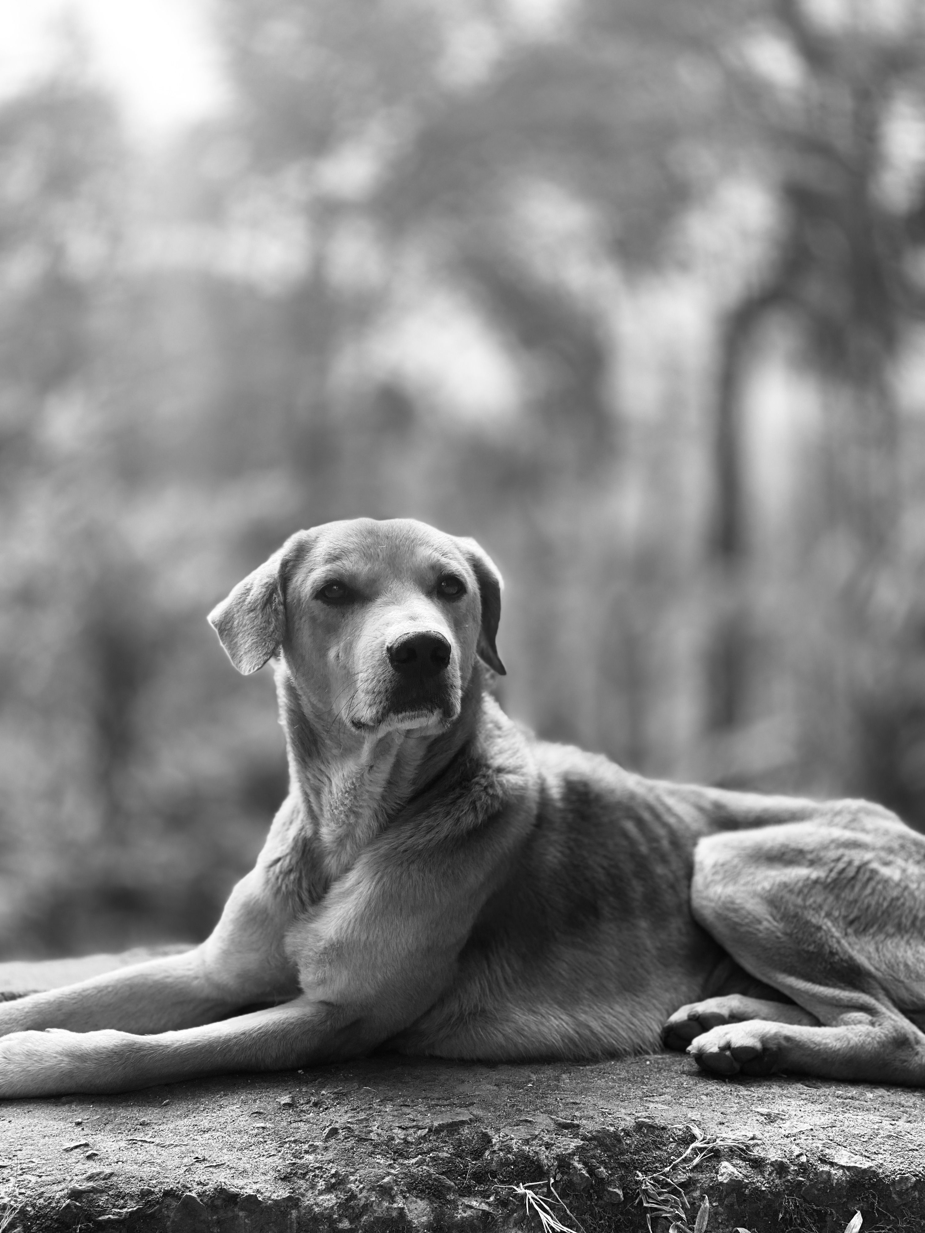 A serene black and white portrait of a dog lying down outdoors, capturing its calm demeanor.