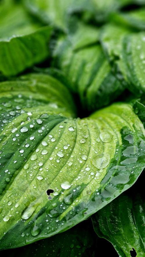 Free Vibrant green leaves covered in raindrops, showcasing nature's fresh beauty in detail. Stock Photo