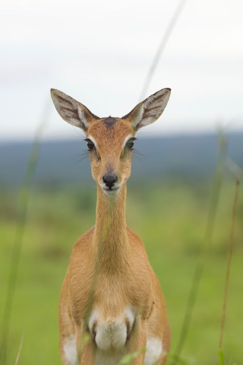 Deer and Grass