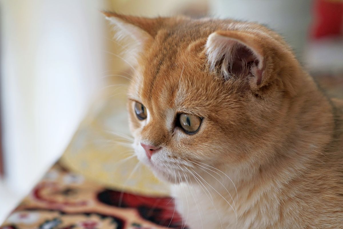 British Shorthair kitten on a beige background