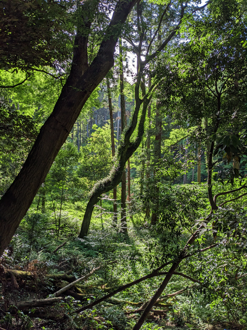 Free Explore a serene and lush forest located in Tokyo, Japan, captured in vibrant daylight. Stock Photo