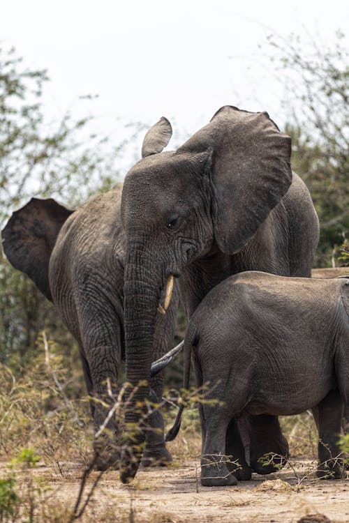 African Bush Elephants with Calf