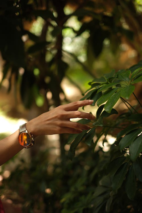 Womans Hand Touching a Plant Leaf