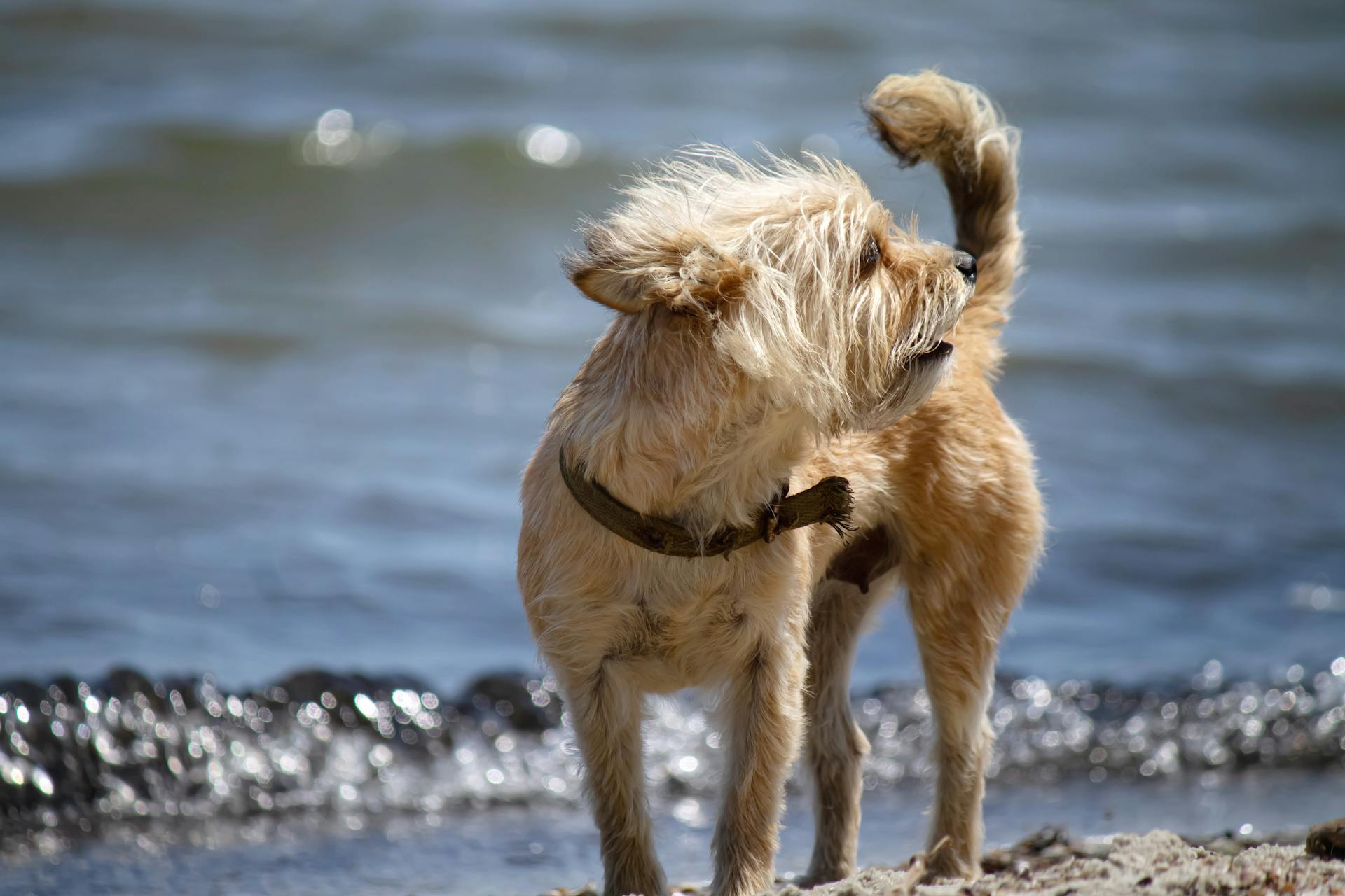 En liten hund på stranden