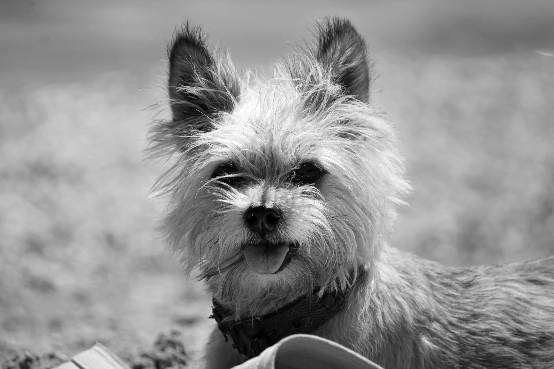 Un petit chien allongé en gros plan