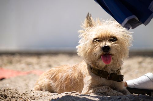 Free Adorable Cairn Terrier lounging on a sunny beach day, tongue out. Stock Photo