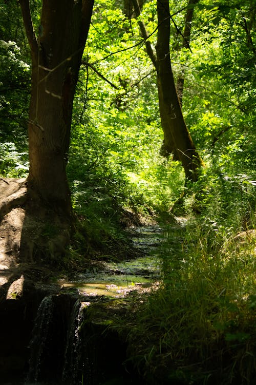 Cascade on a Stream in the Forest