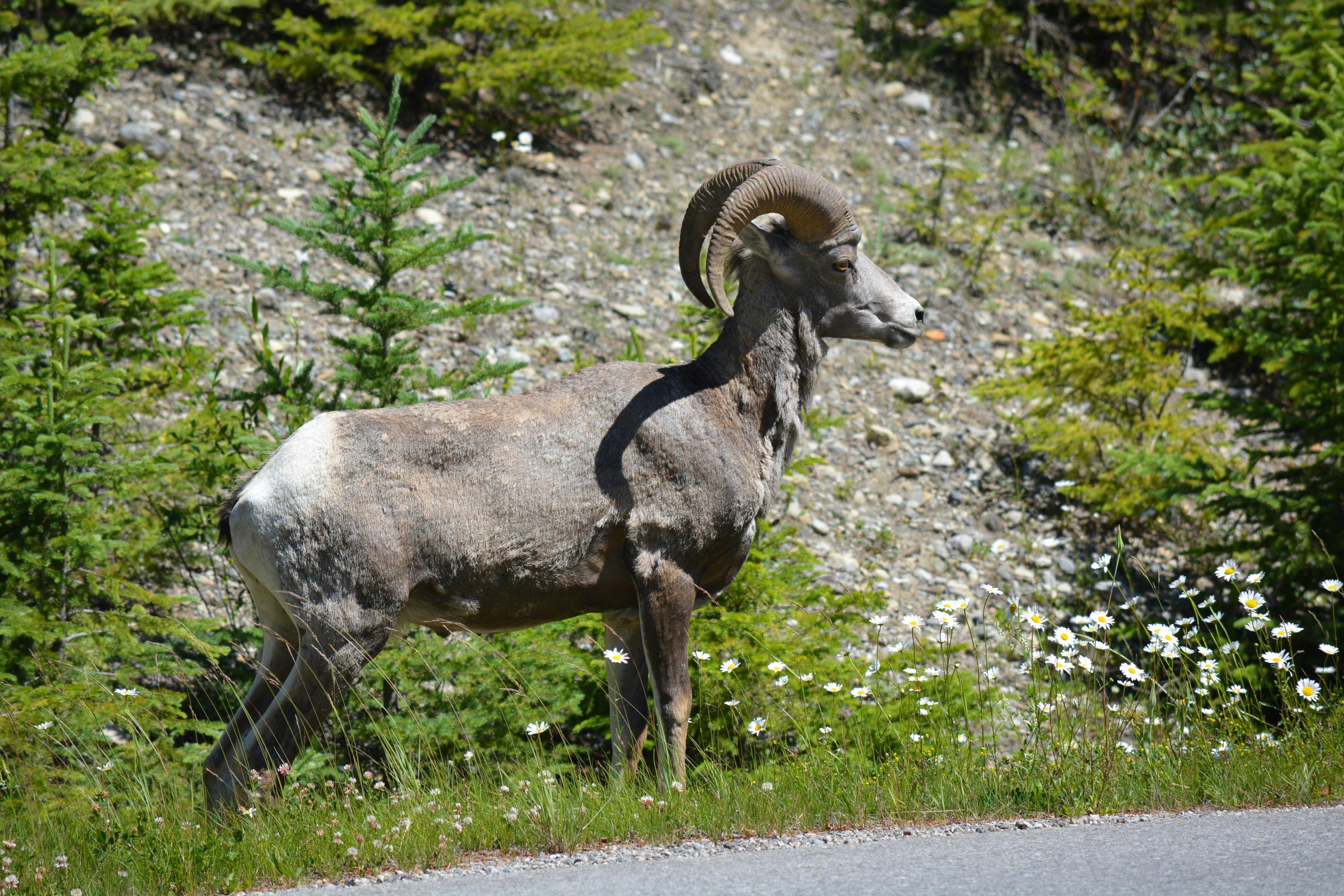 Gratuit Photos gratuites de Alberta, amérique du nord, animal Photos