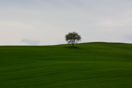 Fotobanka s bezplatnými fotkami na tému hracie pole, jediný strom, krajina