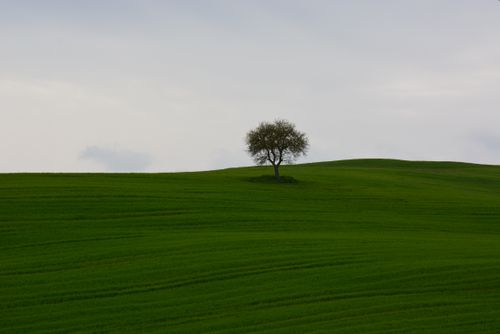 Free Solitary tree on a green landscape with an overcast sky, showcasing nature's simplicity. Stock Photo