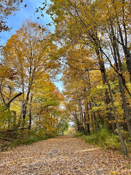 Colorful Trees around Alley in Forest in Autumn