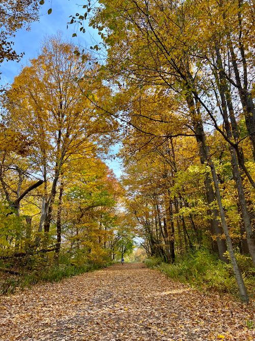 Free A scenic autumn pathway in a forest filled with vibrant colorful leaves under a clear sky. Stock Photo