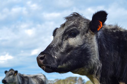 動物攝影, 奶牛, 家畜 的 免费素材图片