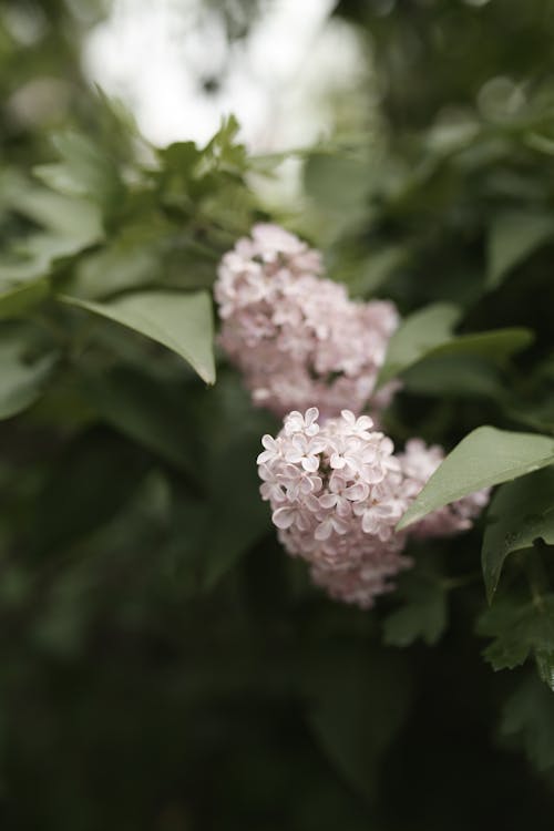 Close-up of Lilac on the Tree