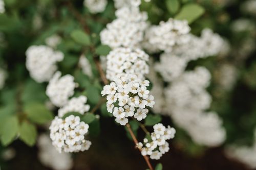 Free Detailed close-up of white flowers blossoming on a green shrub in the spring season. Stock Photo