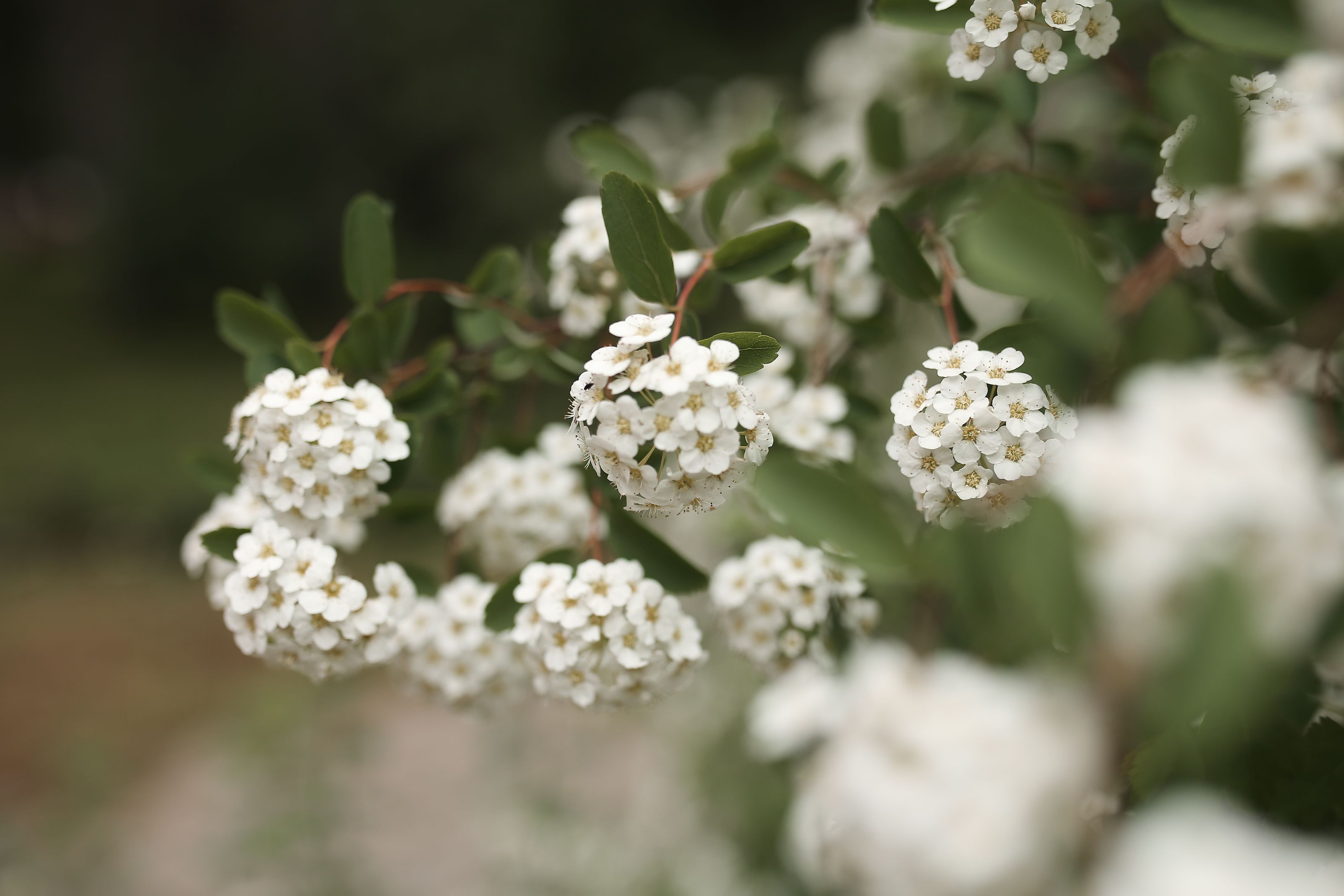 Massachusetts state flower: the Mayflower — flowers