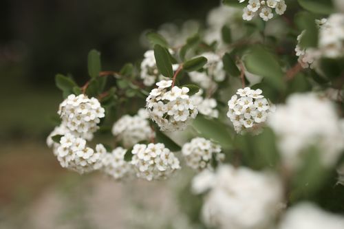 Free Close-up of white spirea blossoms in a lush garden, showcasing nature's beauty. Stock Photo