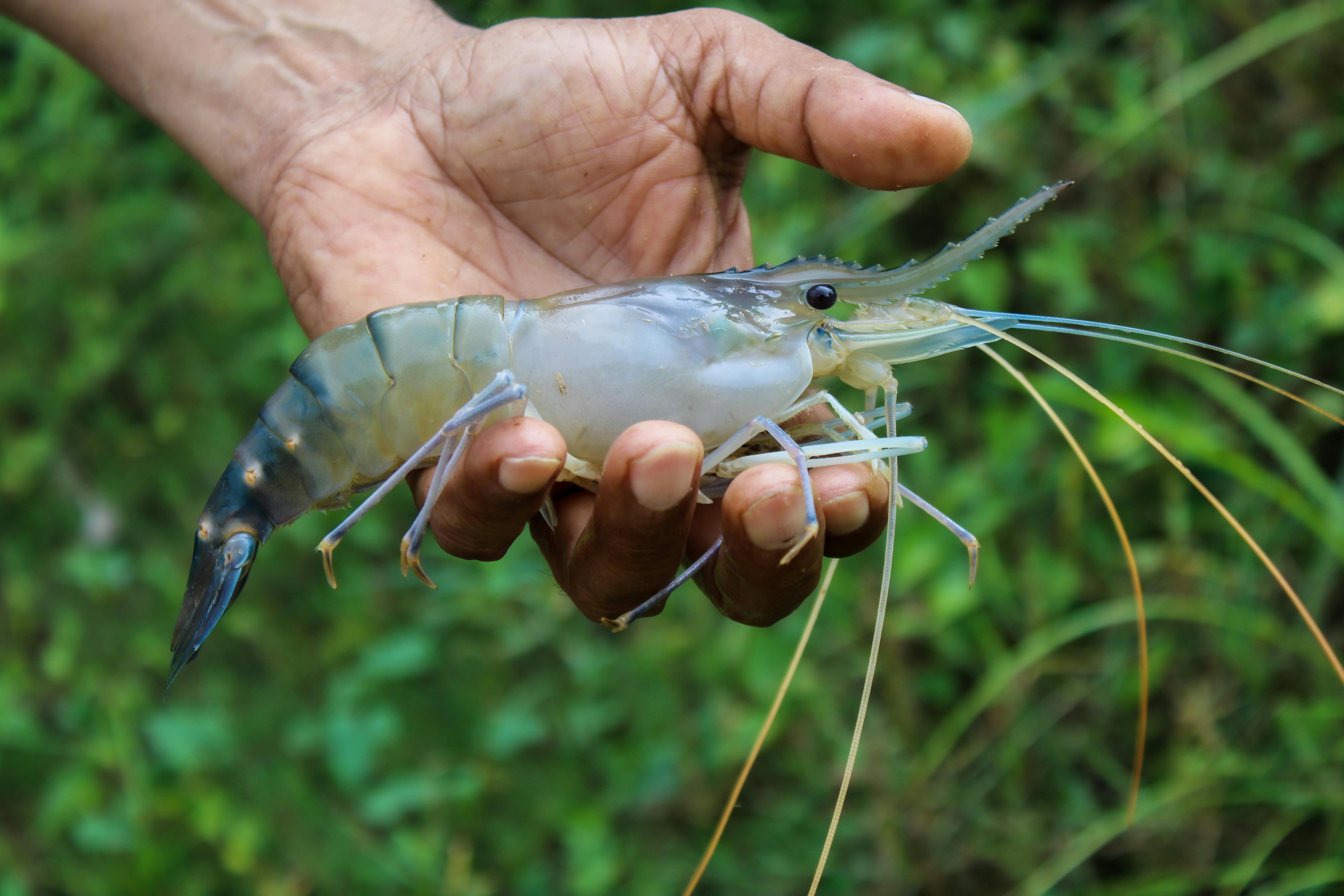 A human hand carefully holding a large shrimp in a natural outdoor setting.