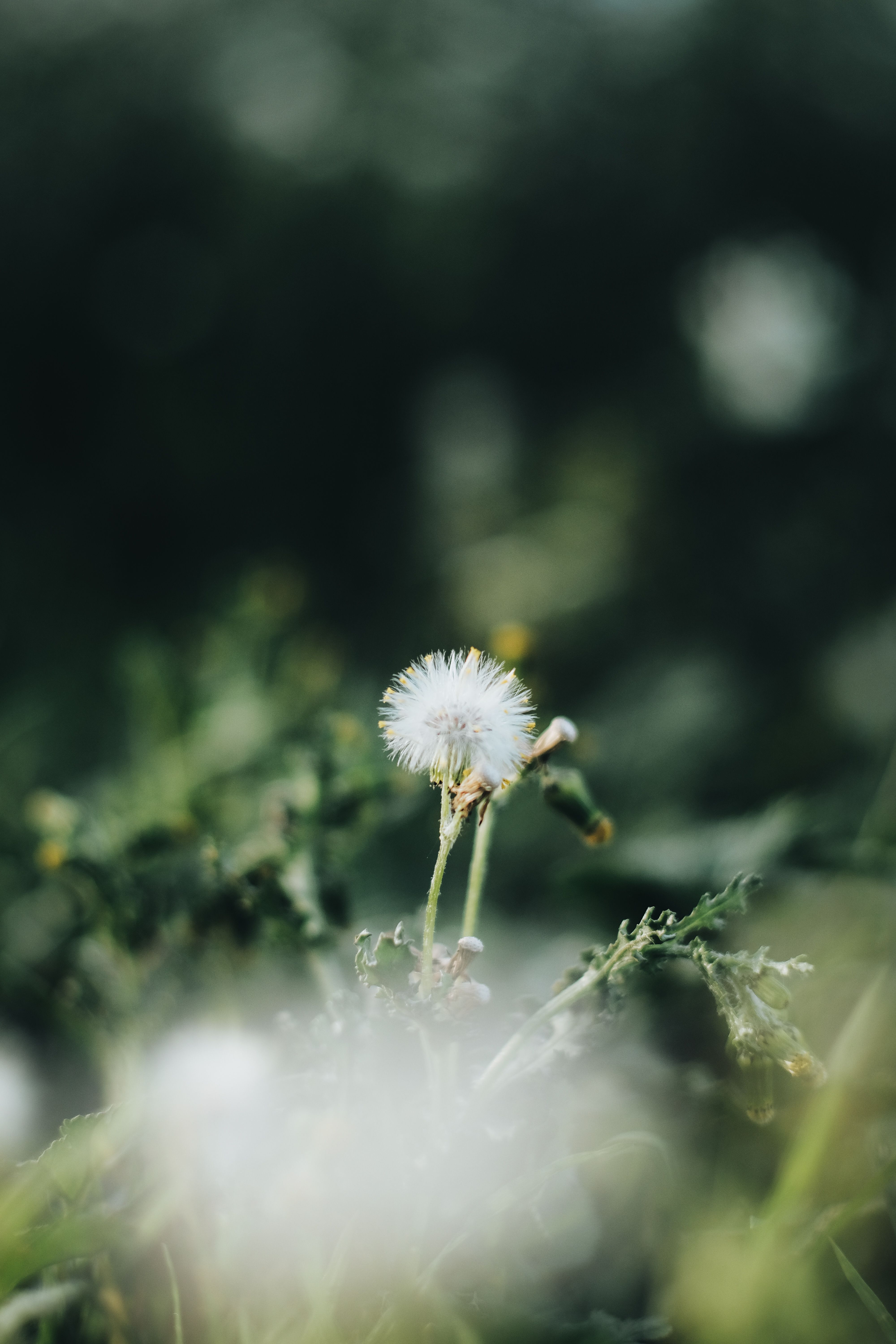 Δωρεάν στοκ φωτογραφιών με bokeh, αγριολούλουδο, αλγερία Φωτογραφία από στοκ φωτογραφιών