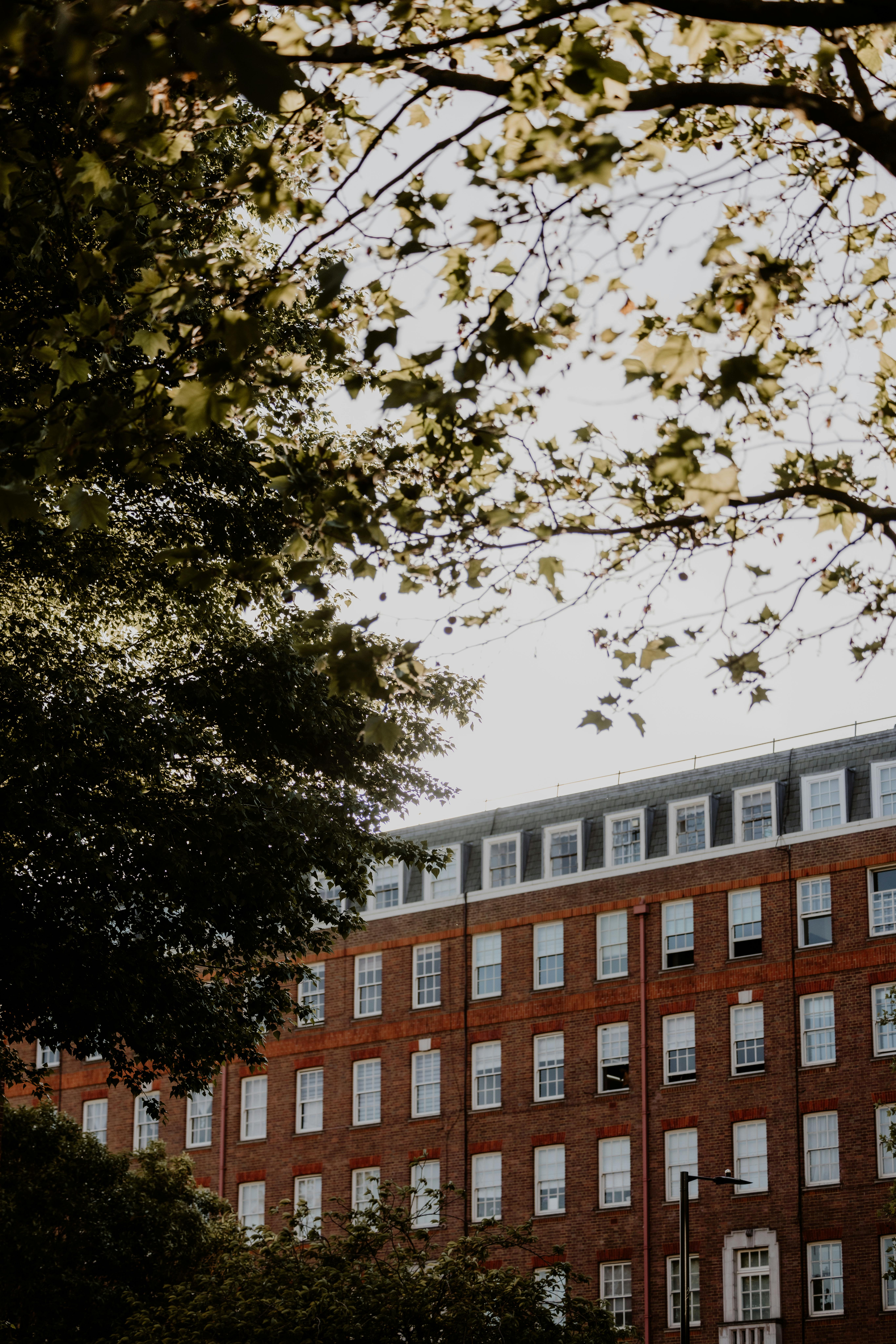 Explore a classic London brick building with lush tree branches in an urban setting.