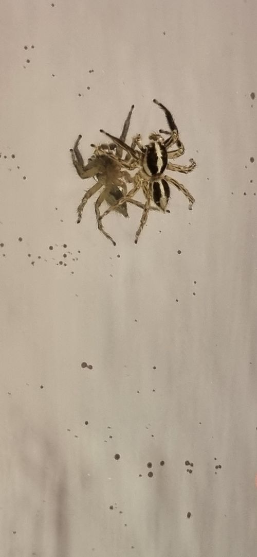Free stock photo of insects, jumping spider, spiderman Stock Photo