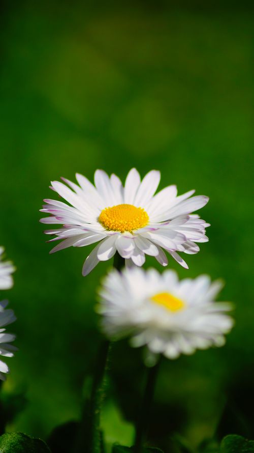 Free Beautiful white daisies in full bloom showcasing the vibrant colors and delicate petals of springtime. Stock Photo