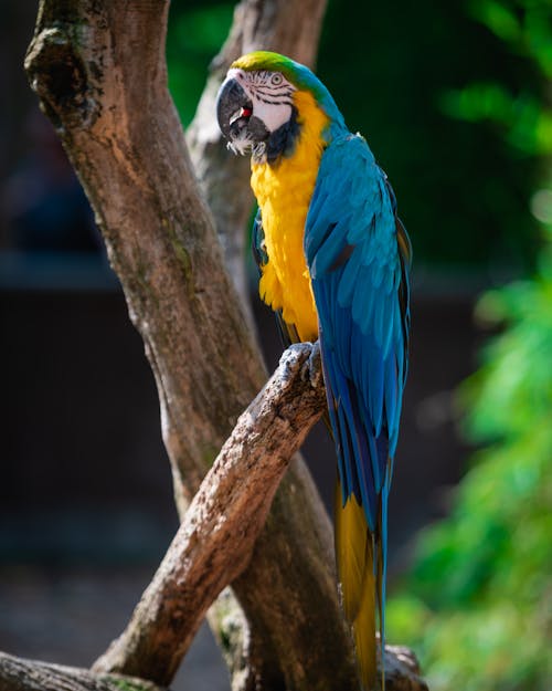 Fotos de stock gratuitas de amante de mascotas, ave del paraiso, colores brillantes