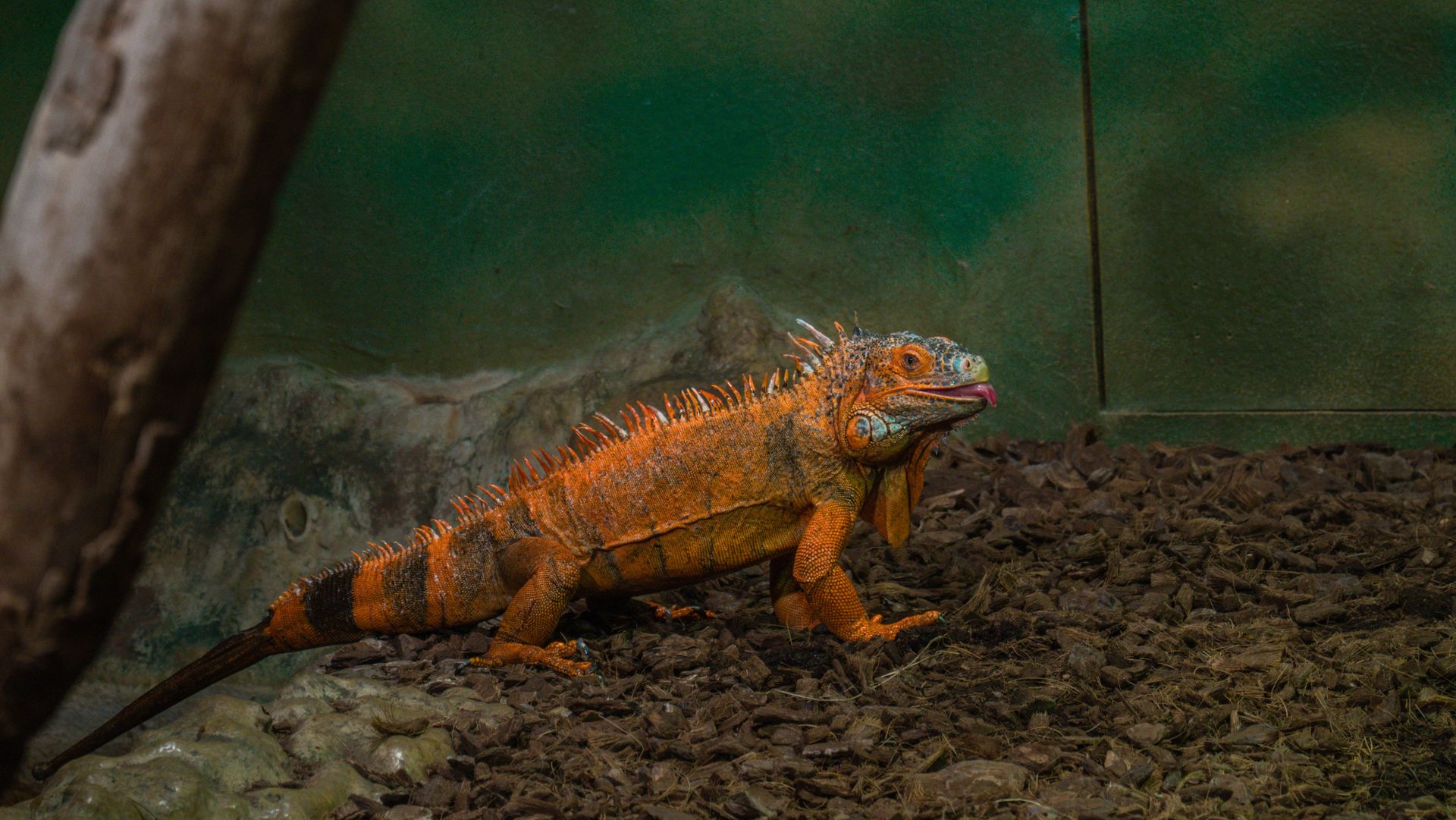 Orange Iguana with in the Zoo Enclosure