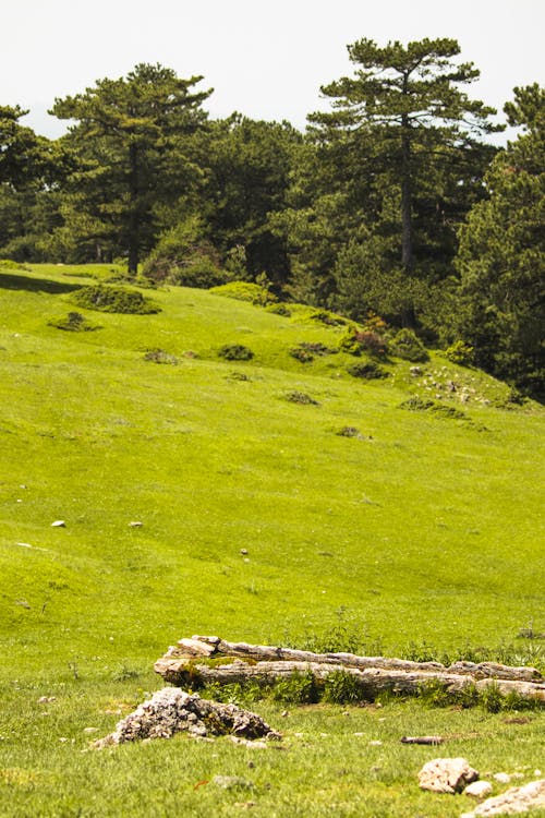 Kostnadsfri bild av äng, gräs, grön kulle