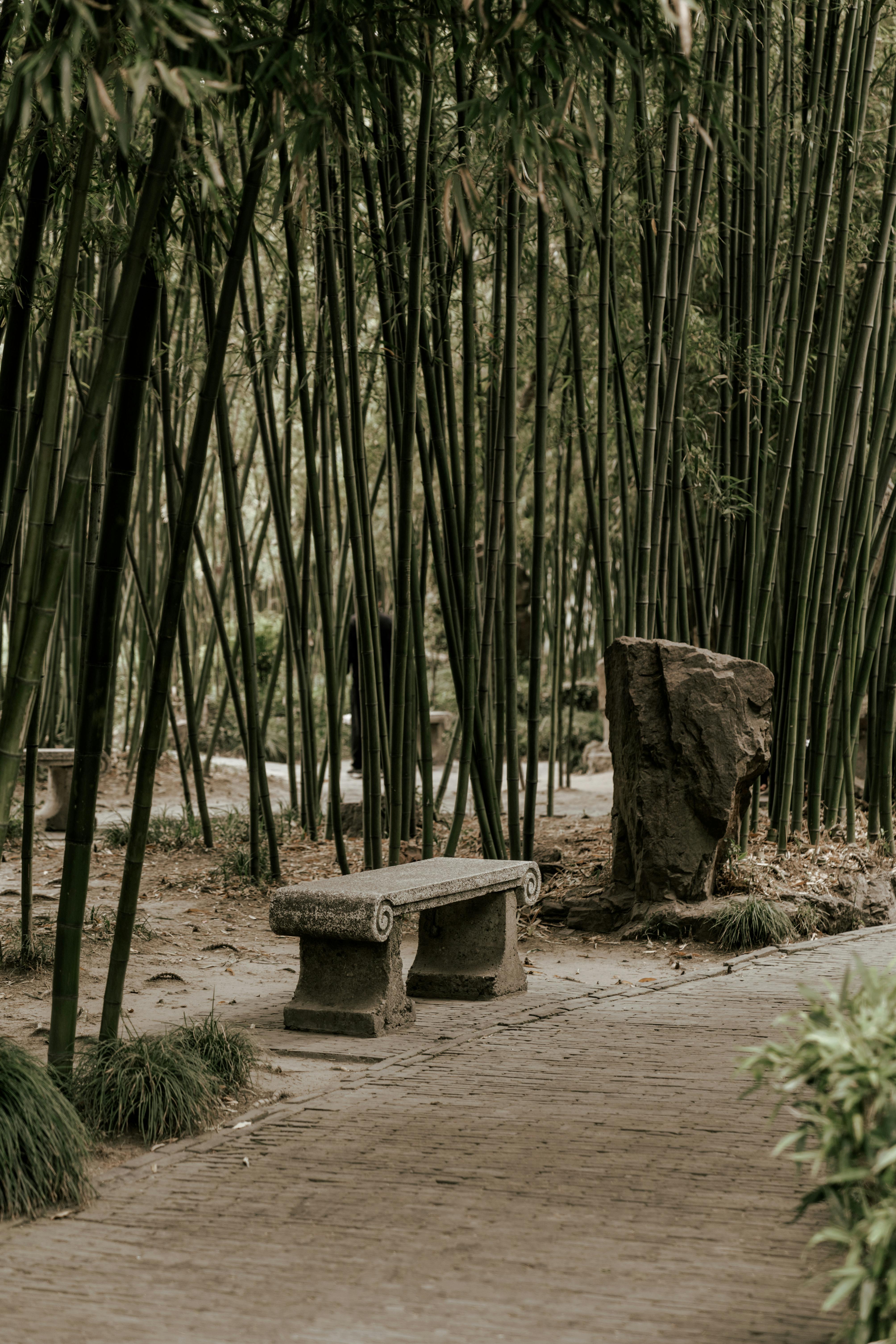 Serene stone bench in a lush bamboo grove offers a peaceful retreat.